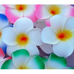 Pince fleur blanche de frangipanier
