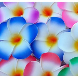 Pince Bleue fleur de frangipanier