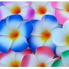 Pince Bleue fleur de frangipanier