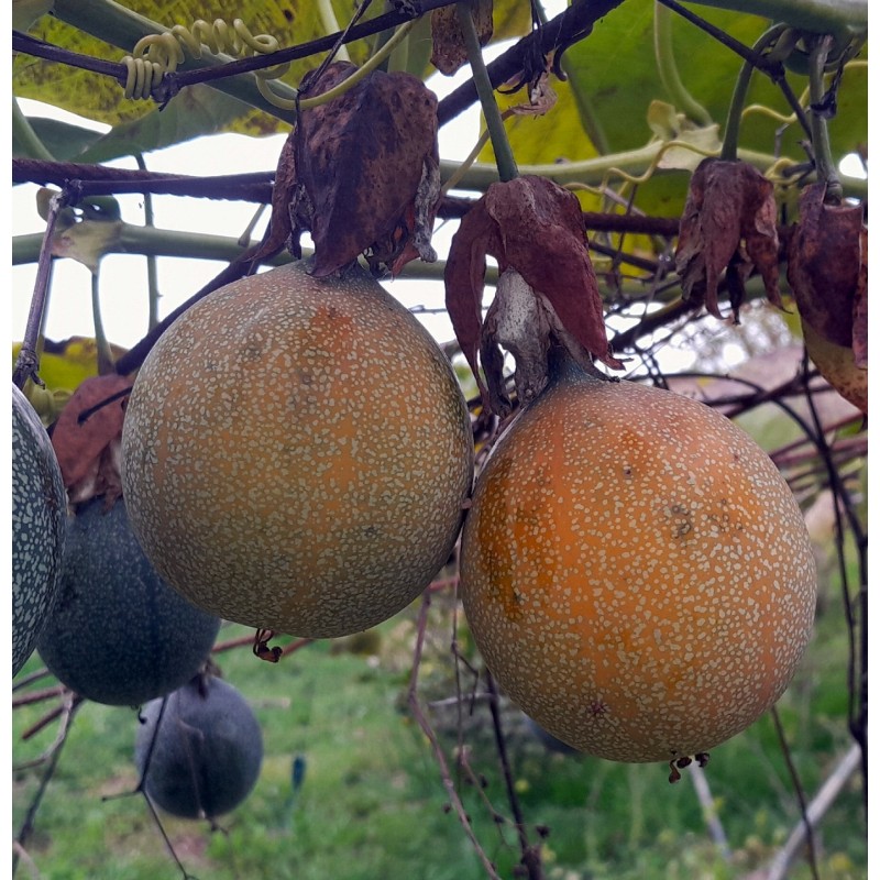 Colis Grenadelles, grenadilles Réunion 6 kg