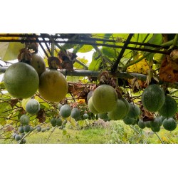 Colis Grenadelles, grenadilles Réunion 6 kg