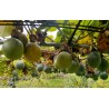 Colis Grenadelles, grenadilles Réunion 6 kg
