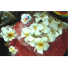 Pince fleur blanche de frangipanier