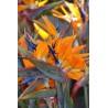 Colis fleurs exotiques Réunion 24 Oiseaux du paradis (Frais de livraison inclus)