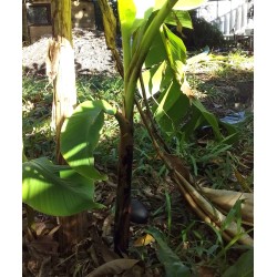Plant Bananier bourgeon