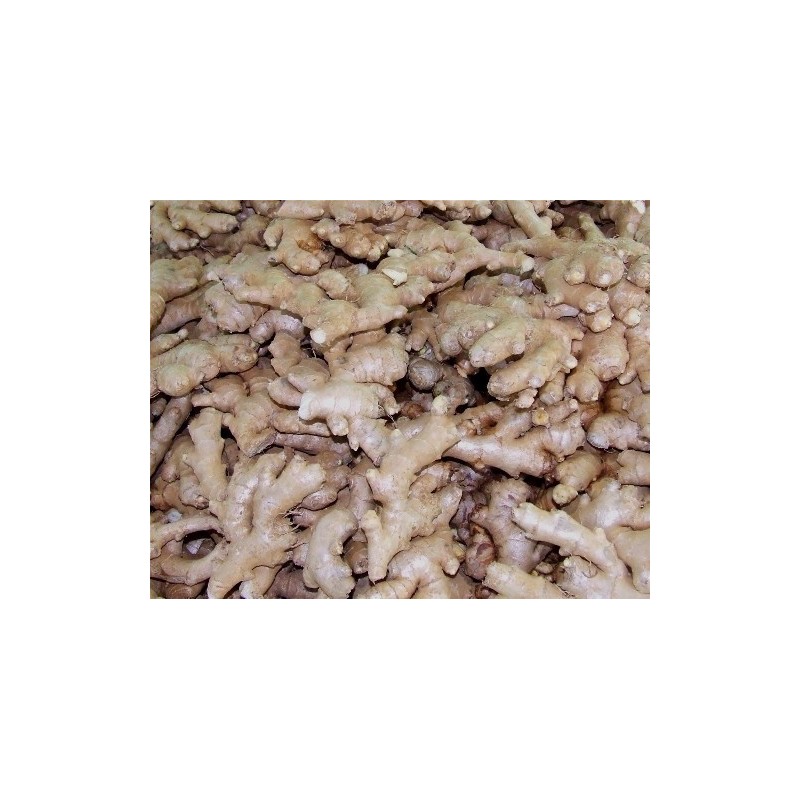 Gingembre frais 0.5 KG